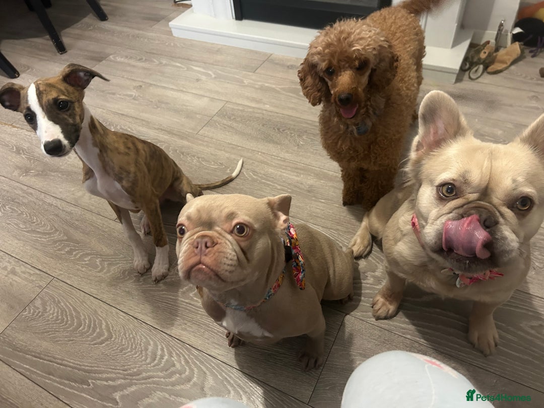 French Bulldog dogs for sale: Kc reg , PRADA tiny new shade Isabella frenchie  - Advert 2