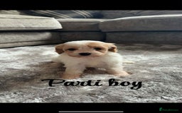 Cavapoo dogs for sale: Last 2 F1 toy cavapoo available - Image 1