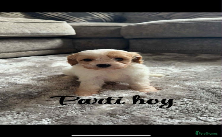Cavapoo dogs - Advert 1