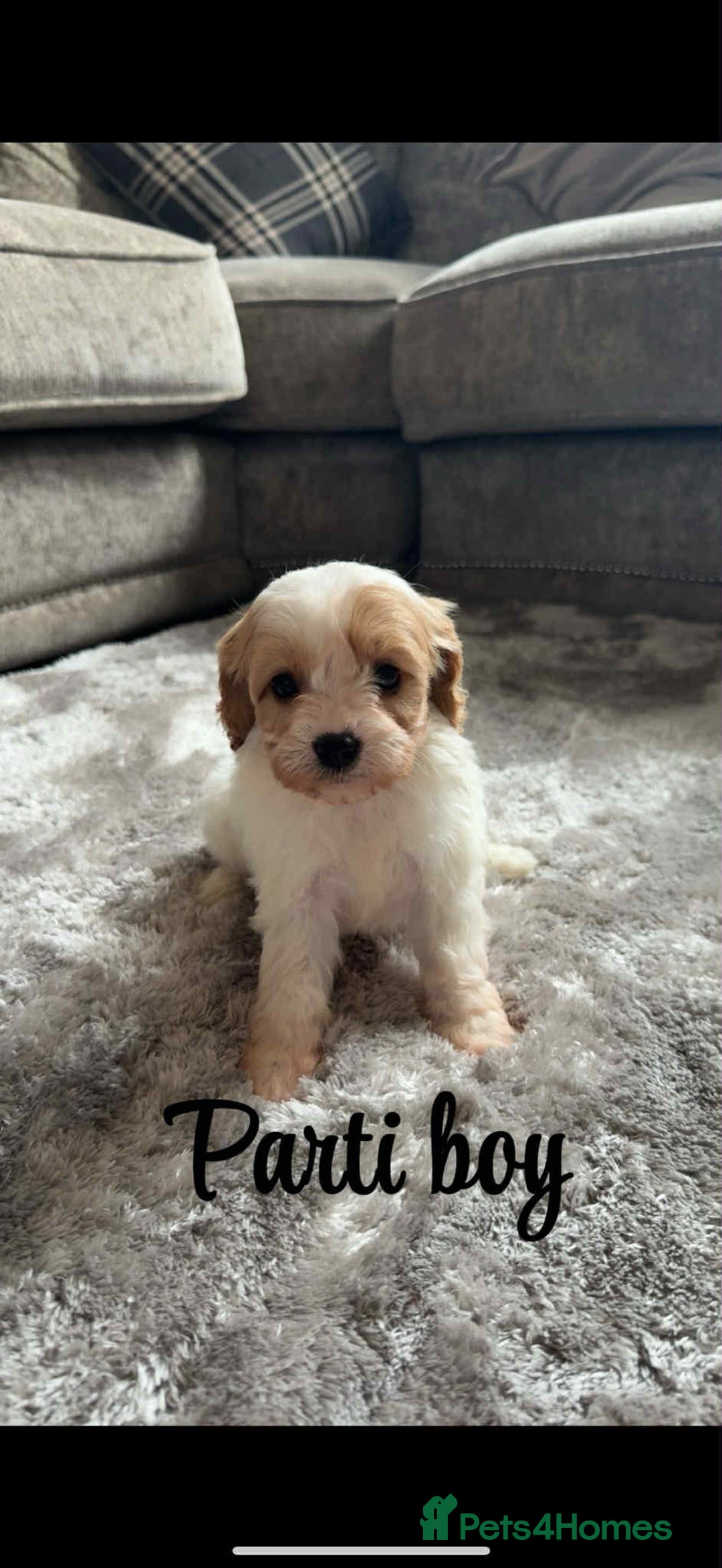 Cavapoo dogs for sale: Last 2 F1 toy cavapoo available - Image 1