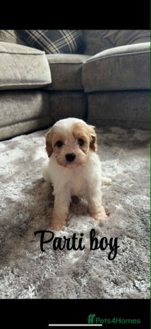 Cavapoo dogs - Advert 12