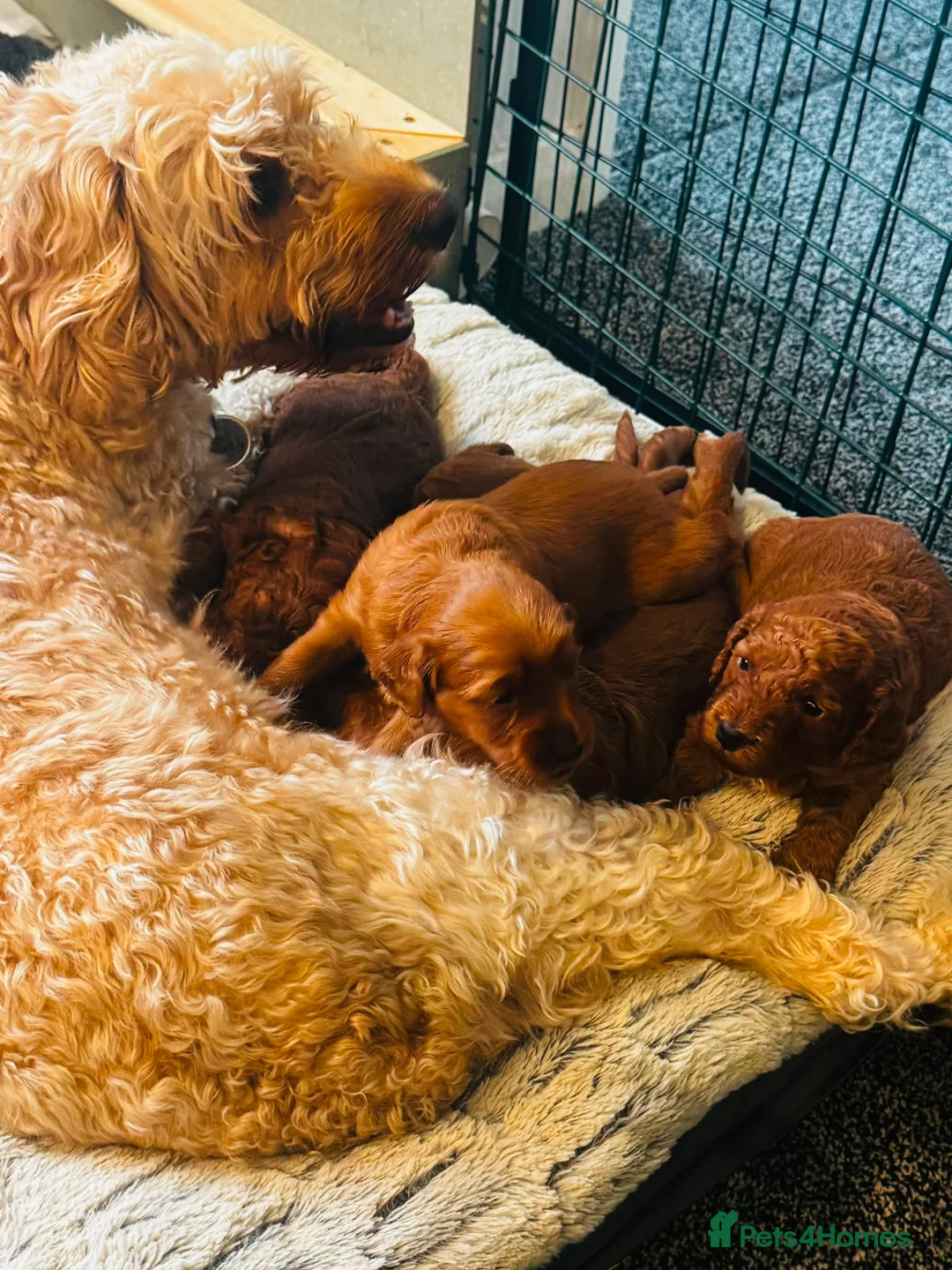 Cockapoo dogs for sale: Beautiful Red Medium Cockapoo Puppies - Advert 1