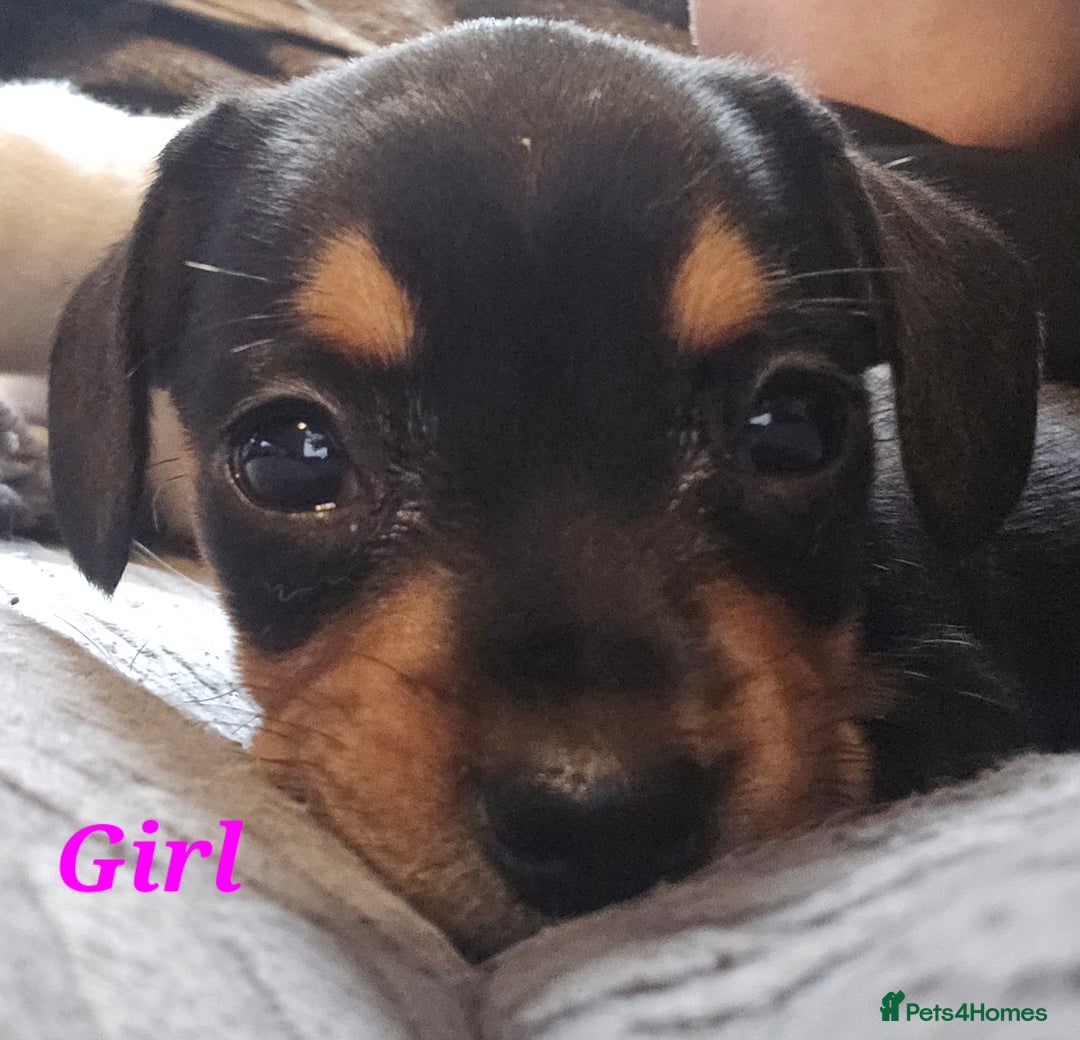 Mixed Breed dogs for sale: Frenchie x Miniature dachshund  - Advert 3