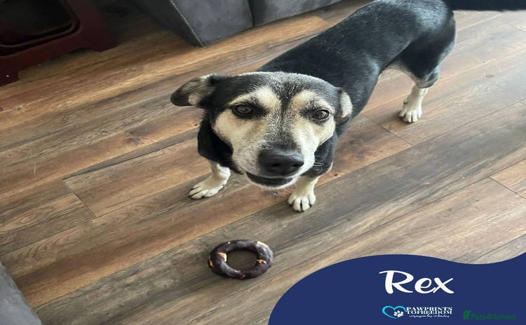 Mixed Breed dogs - Advert 1