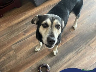 Mixed Breed dogs - Advert 24