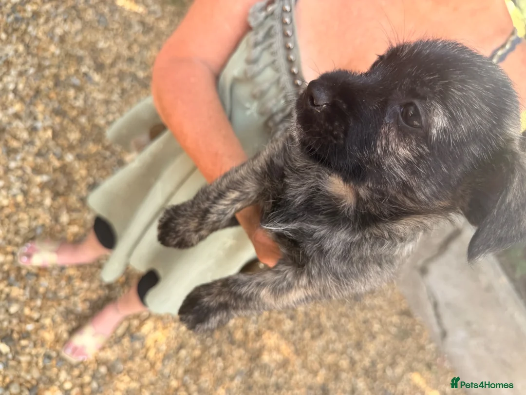 Jack Russell dogs for sale: Jack Russell dogs - Advert 1
