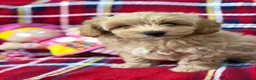 Poochon dogs for sale: Beautiful Teddy Bear Poochon Puppies  - Advert 12