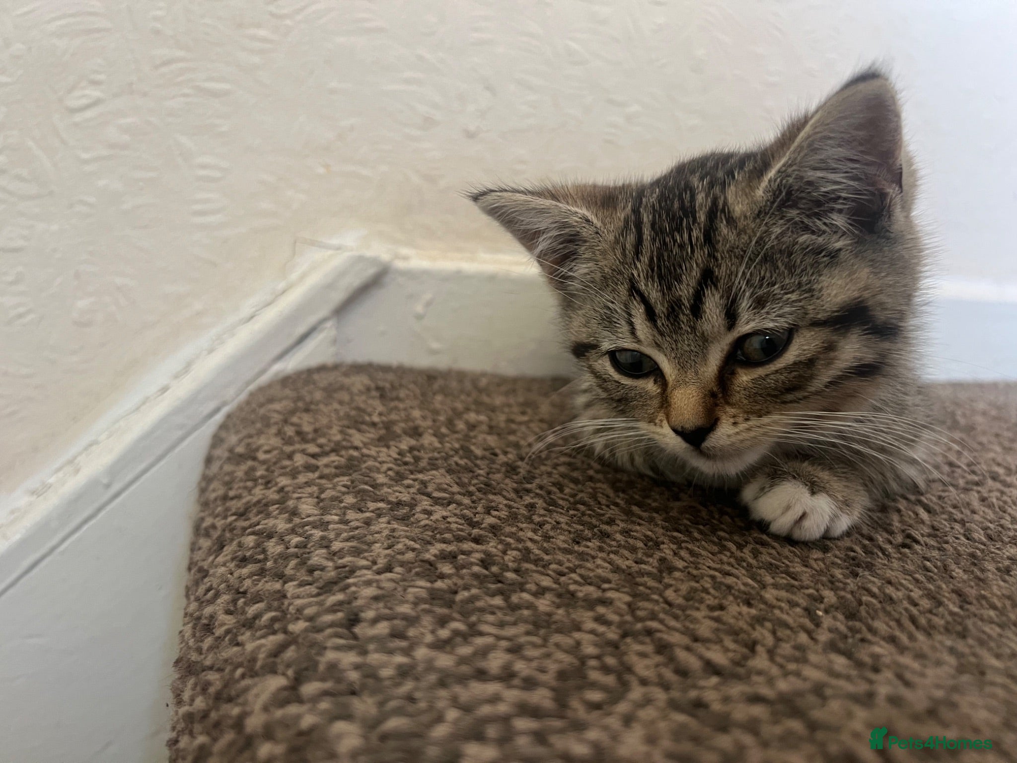 Domestic Shorthair cats Tabby domestic shorthair looking for a great home - Advert 3