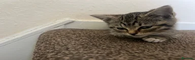 Domestic Shorthair 