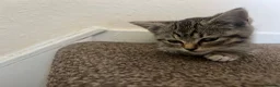 Domestic Shorthair cats for sale: Tabby domestic shorthair looking for a great home - Advert 1