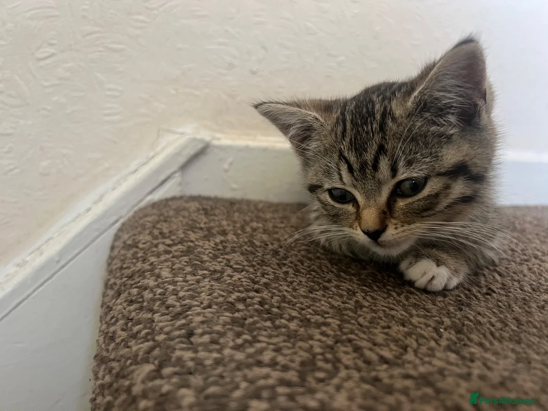 Domestic Shorthair cats for sale: Tabby domestic shorthair looking for a great home - Advert 1