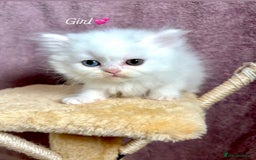 Persian cats for sale: Purebred Persian Kittens Rare White Coat&Blue Eyes - Image 2