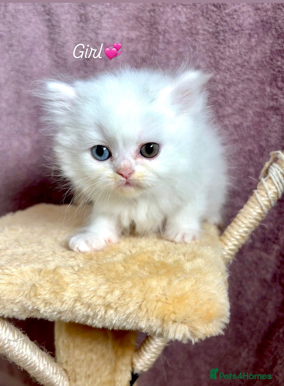 Persian cats for sale: Purebred Persian Kittens Rare White Coat&Blue Eyes - Image 2