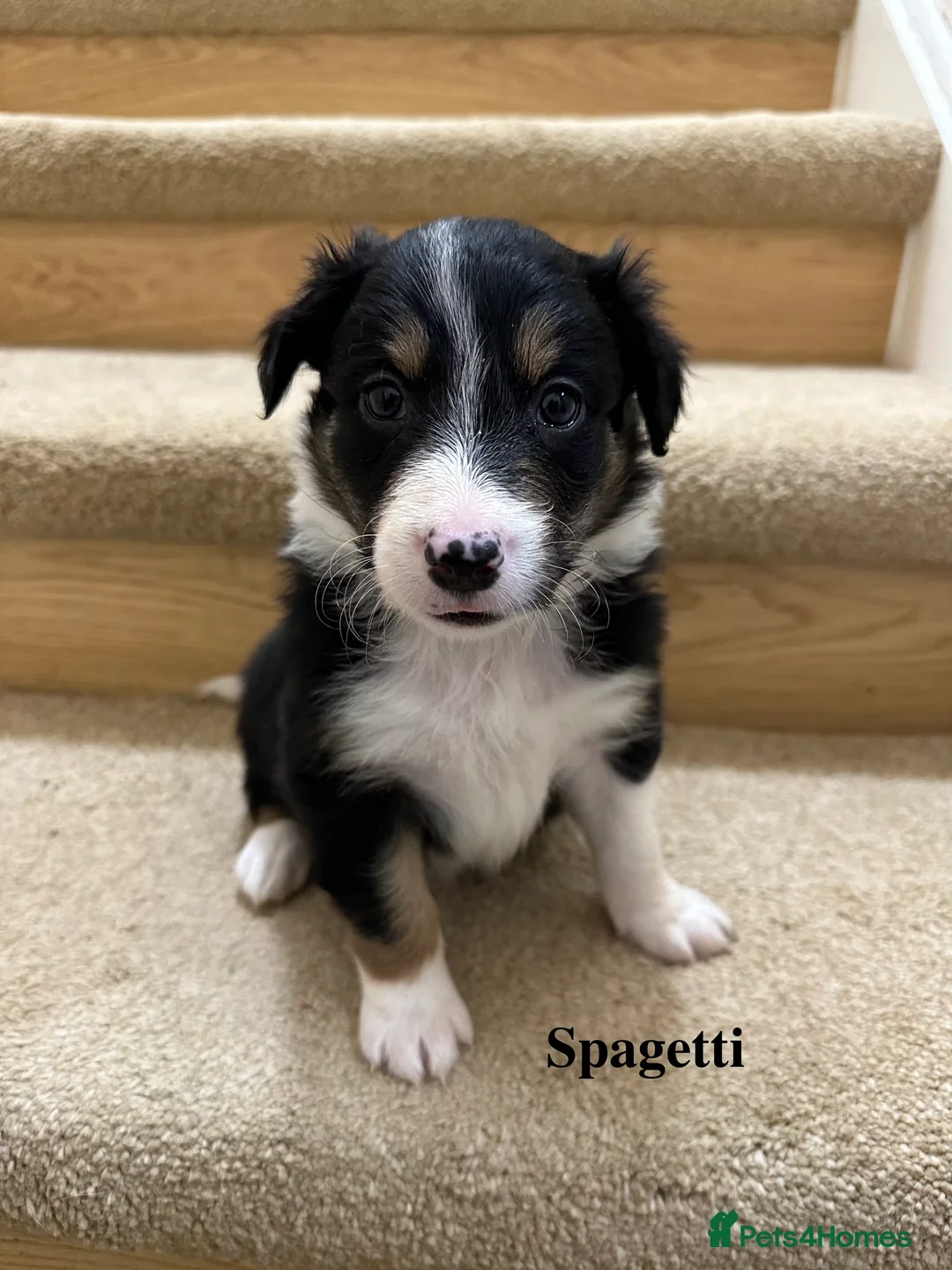 Border Collie dogs for sale: Beautiful Border Collie Puppies  🐾 in Cambridge - Advert 10