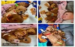 Cavapoo dogs for sale: 🐶F1B STUNNING CAVAPOOS 🐶 - Image 1