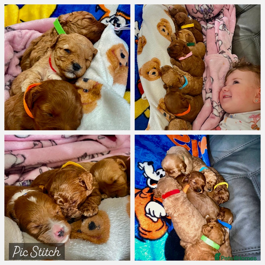 Cavapoo dogs for sale: 🐶F1B STUNNING CAVAPOOS 🐶 - Image 1