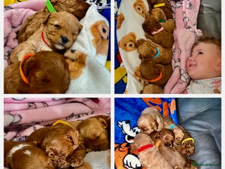 Cavapoo dogs for sale - Advert 1