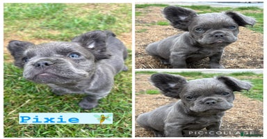 French Bulldog dogs - Advert 13