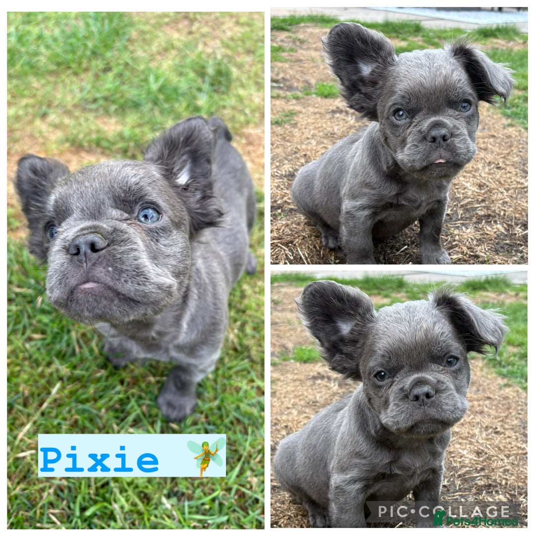 French Bulldog dogs for sale: *Fluffy French Bulldog Pups-4 reserved* - Image 3