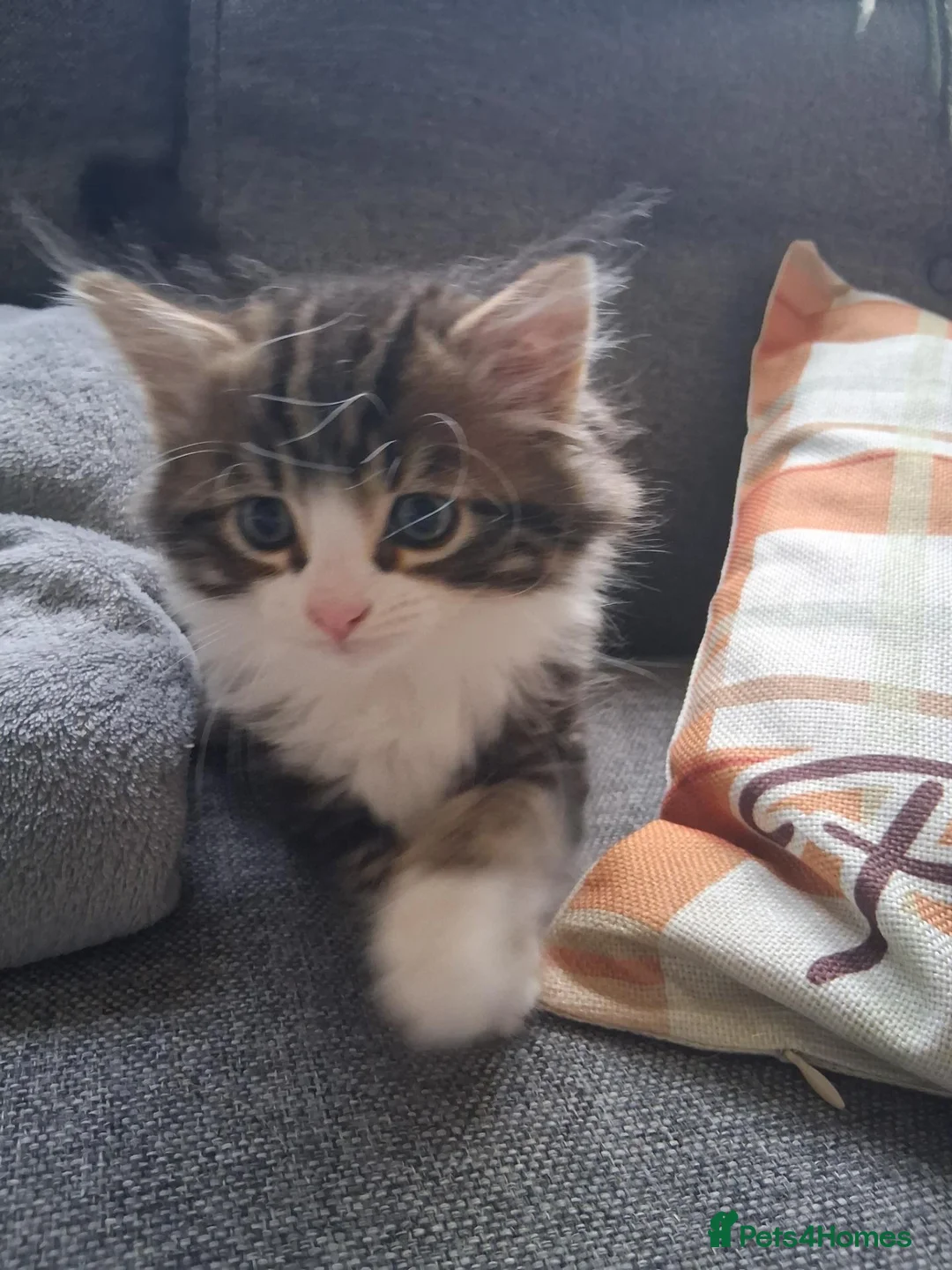 Mixed Breed cats for sale: Two beautiful kittens  in Peterborough - Advert 2