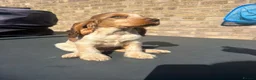 Cocker Spaniel dogs for sale: gorgeous Chocolate roan sable girl🤎 - Advert 3