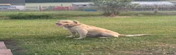 Labrador Retriever dogs for sale: Ashley quested - Advert 5