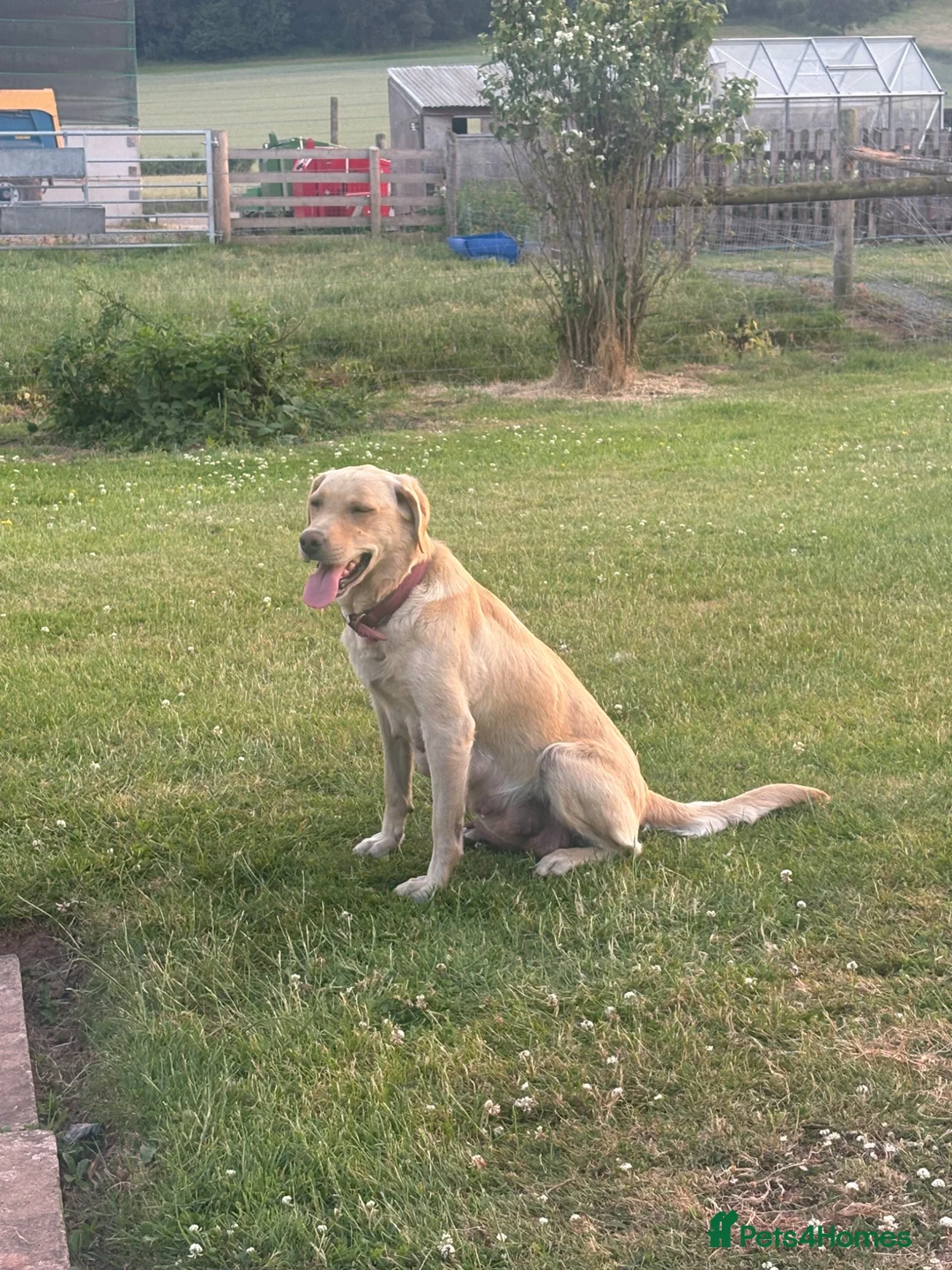 Labrador Retriever dogs for sale: Ashley quested - Advert 5
