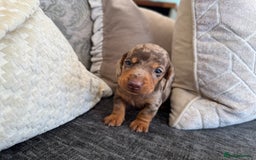 Miniature Dachshund dogs for sale: Miniature Dachshund Puppies LICENSED BREEDER - Image 11