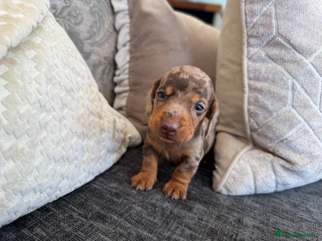 Miniature Dachshund dogs for sale: Miniature Dachshund Puppies LICENSED BREEDER - Image 11