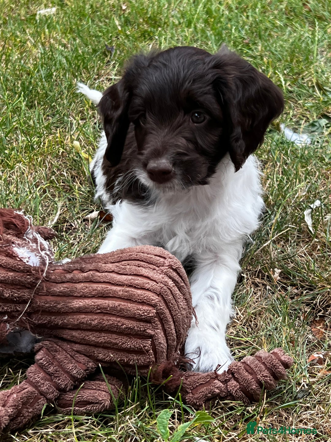 Sproodle dogs for sale: F1 Sproodle 🩷Pippa🩷 5⭐️Licensed Breeder full DNA - Image 14