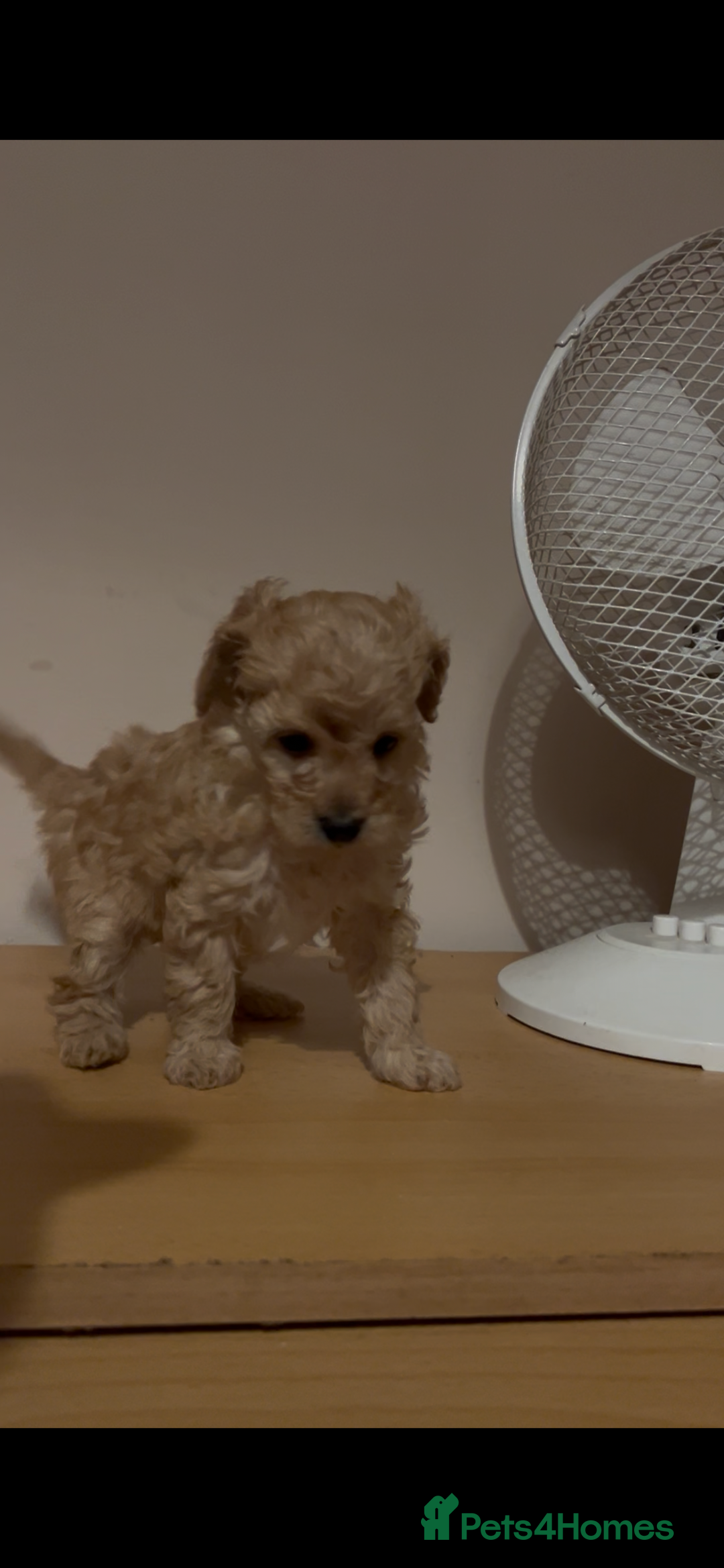 Toy Poodle dogs for sale: kc toy poodles by fully health tested parents - Advert 4