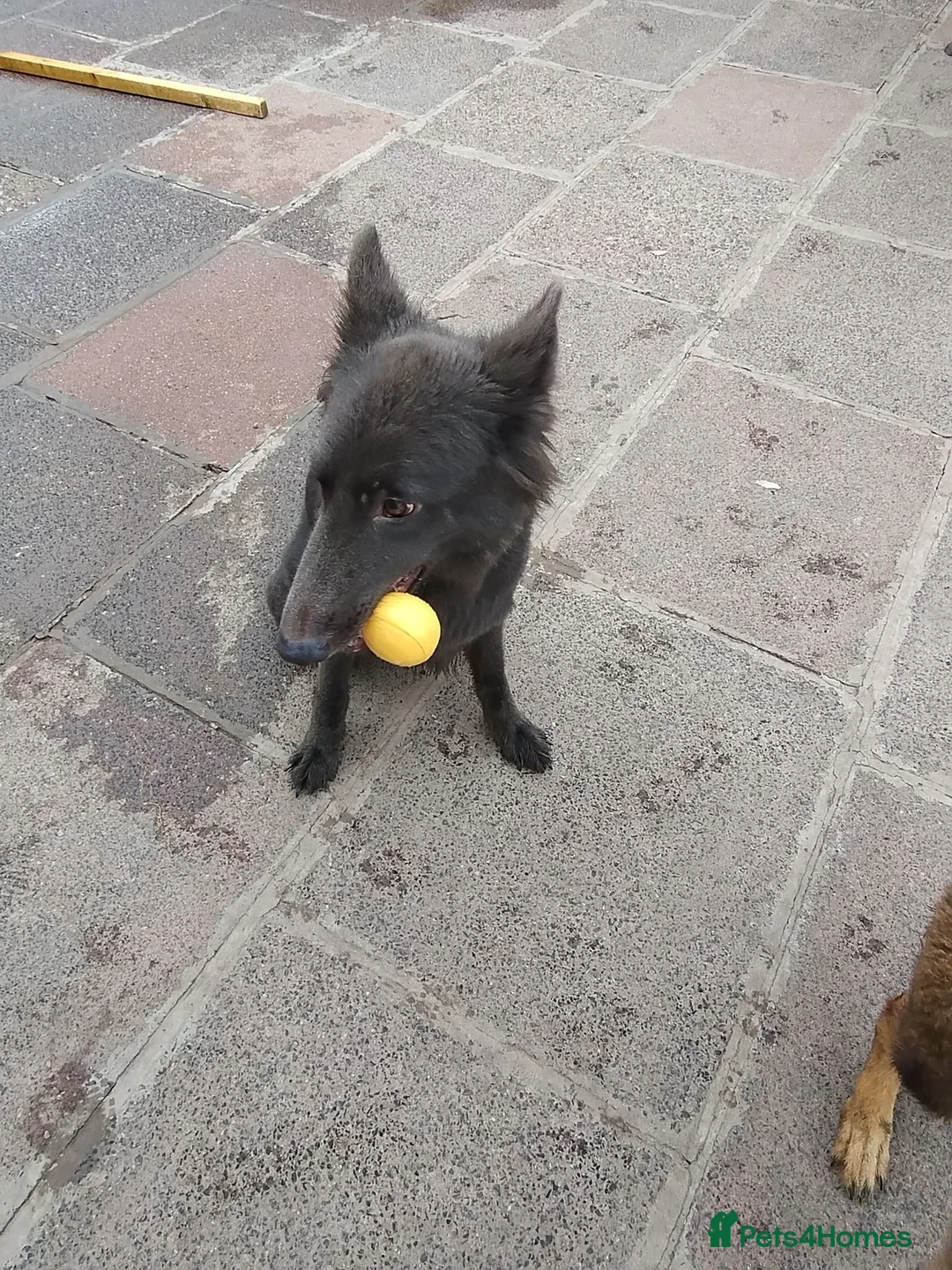 German Shepherd dogs for sale: Oscar Solid Blue German Shepherd  - Advert 2