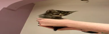 Tabby kitten 3
