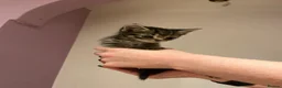 American Shorthair cats for sale: 6 beautiful kittens!! - Advert 17