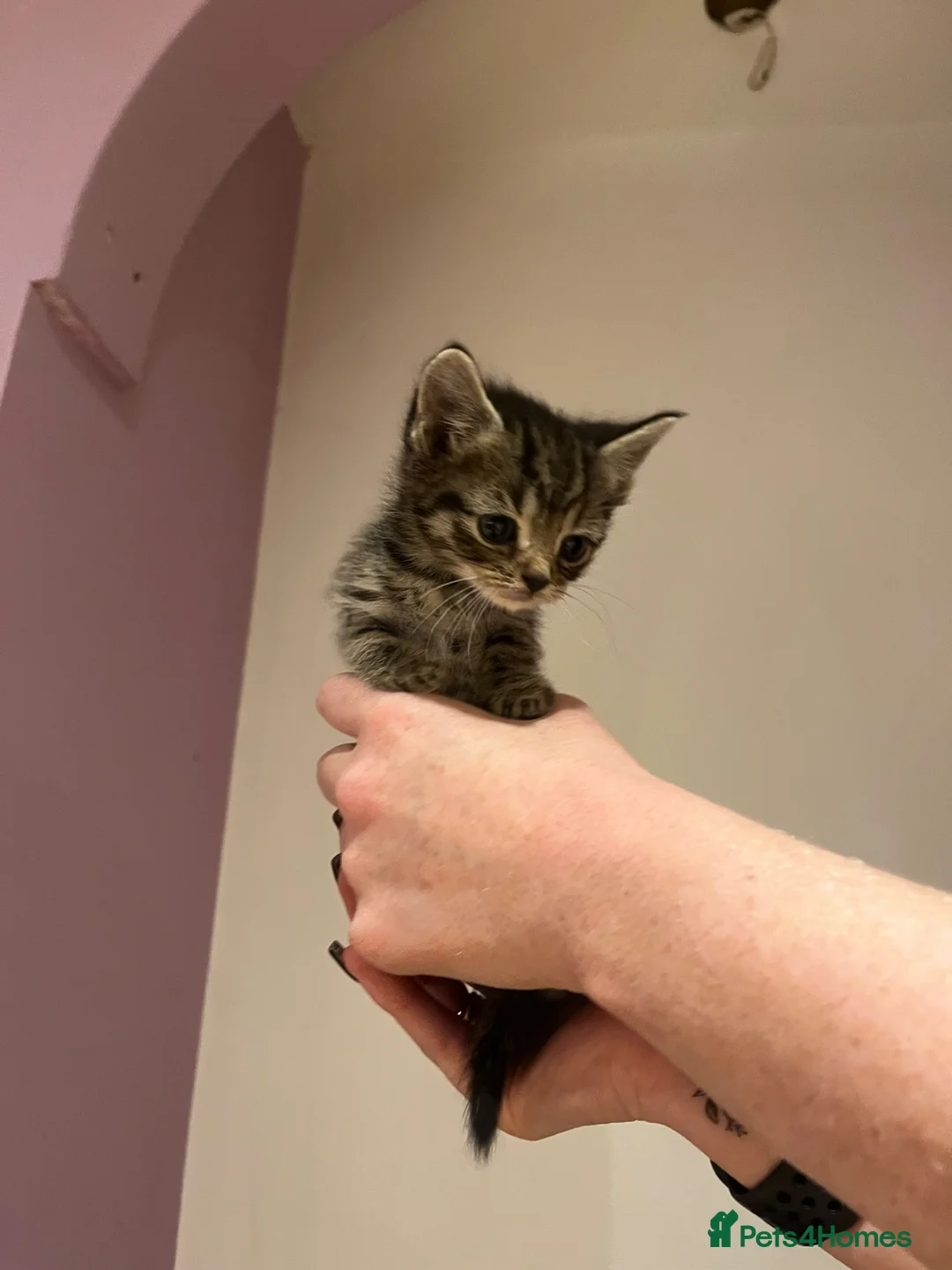 American Shorthair cats for sale: 6 beautiful kittens!! - Advert 17