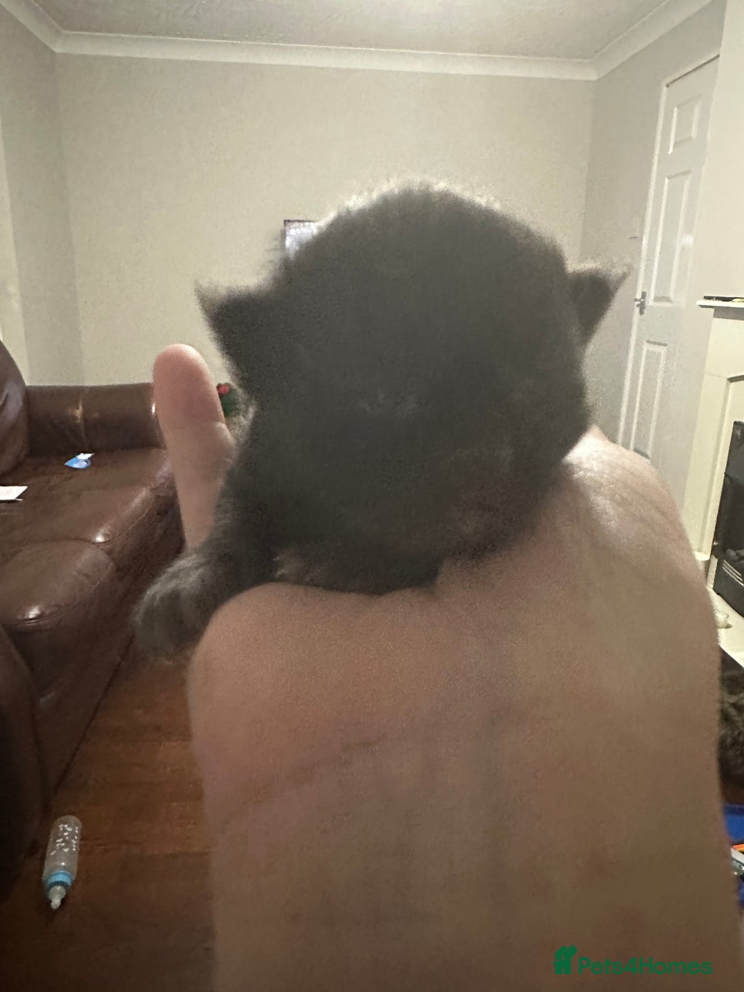 Maine Coon cats for sale: Three quarter maine coon kittens  - Advert 3