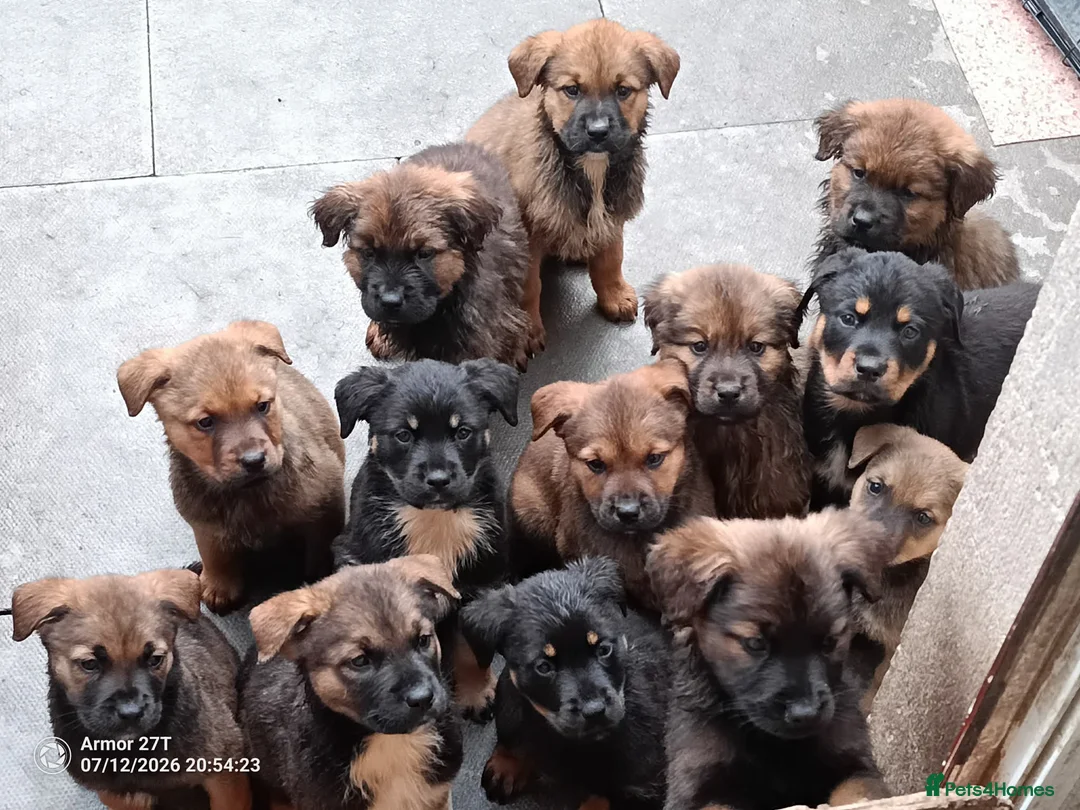 Mixed Breed dogs for sale: Masakiweiler (mastiff x akita x rottweiler) pups - Advert 4