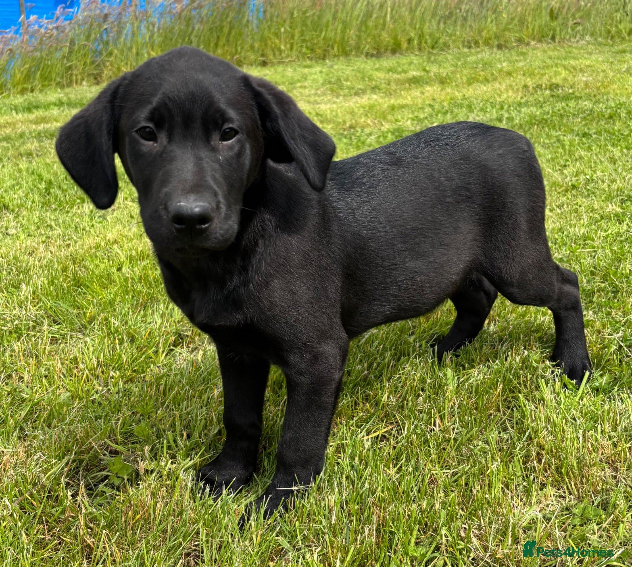 Labrador Retriever dogs KC Registered Outstanding Hips Black Labrador Boy - Advert 2