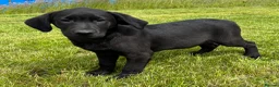 Labrador Retriever dogs for sale: KC Registered Outstanding Hips Black Labrador Boy - Advert 2