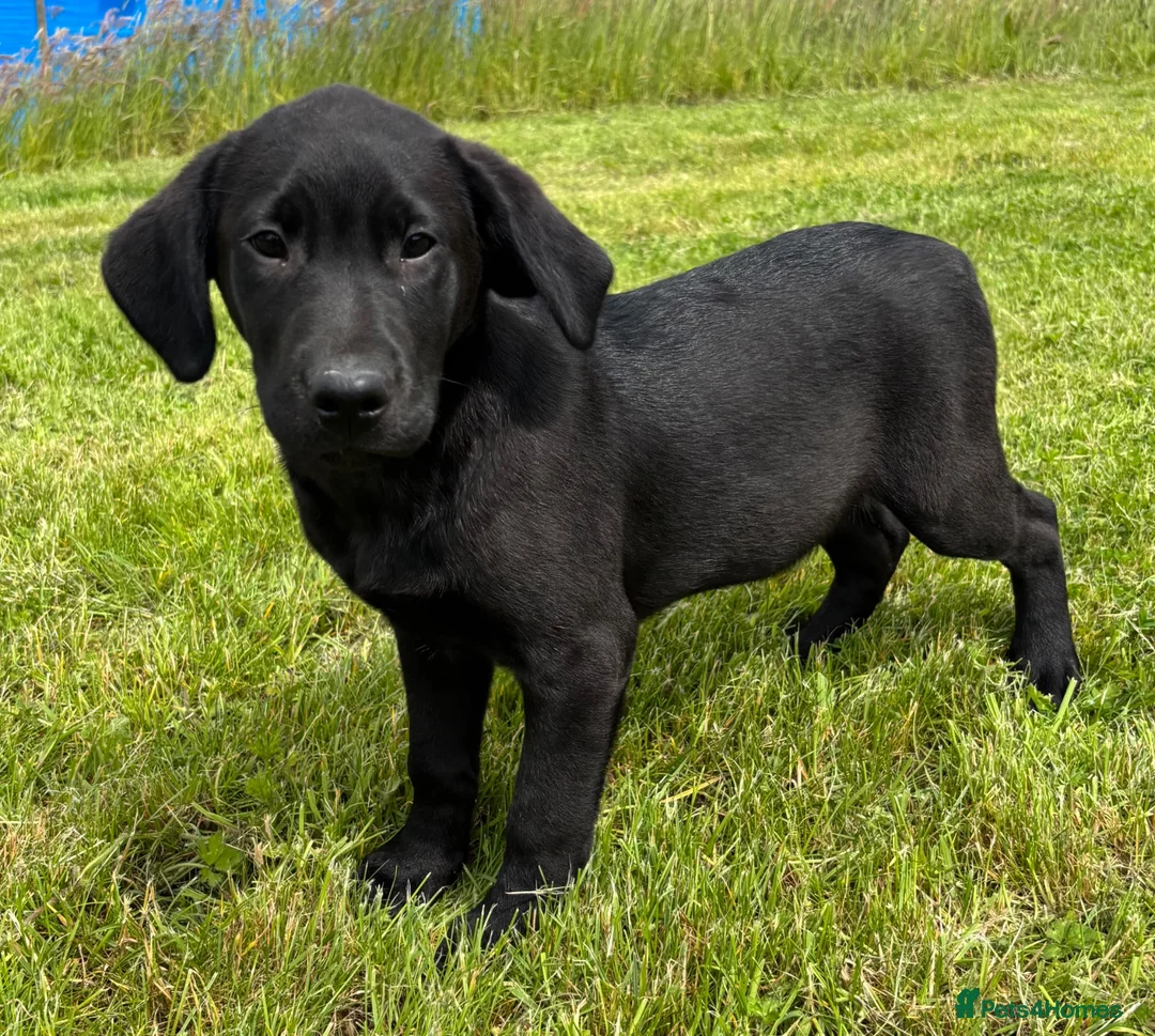 Labrador Retriever dogs for sale: KC Registered Outstanding Hips Black Labrador Boy - Advert 2