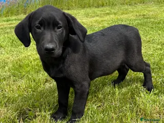 Labrador Retriever dogs KC Registered Outstanding Hips Black Labrador Boy - Advert 2