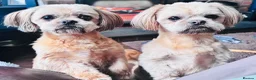 Mixed Breed dogs for sale: Sheltie cross puppies  - Advert 13