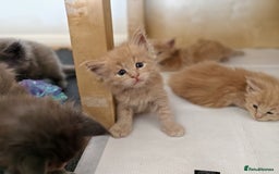 Maine Coon cats for sale: ✨Stunning Maine Coon Kittens✨ - Image 2