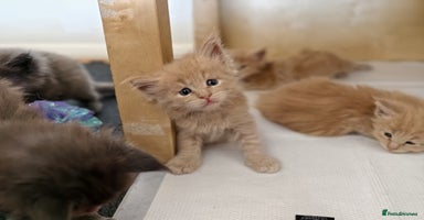 Maine Coon cats - Advert 1