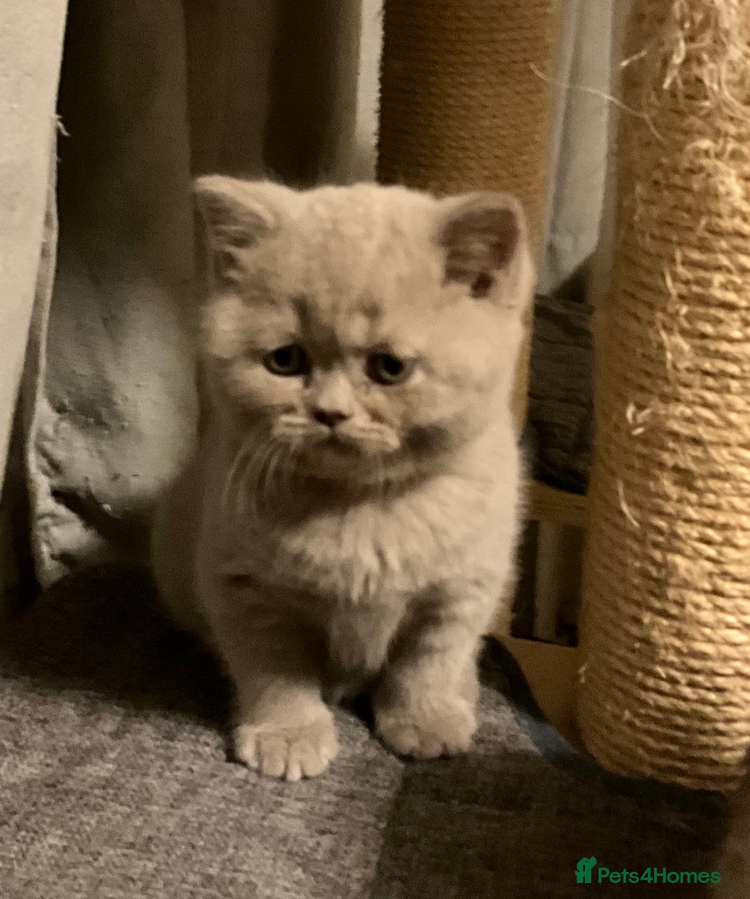British Shorthair cats for sale: Purebred amazing BSH kittens - Advert 24