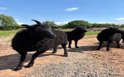 Sheep livestock for sale: 2 Hebridean Wethers Looking For New Home - Image 3