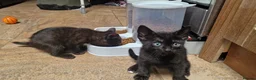 Siamese cats for sale: Beautiful Black Siamese Cross Kittens Ready Now - Advert 7