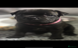 Staffordshire Bull Terrier dogs for sale: Paws Above The Rest  - Image 13