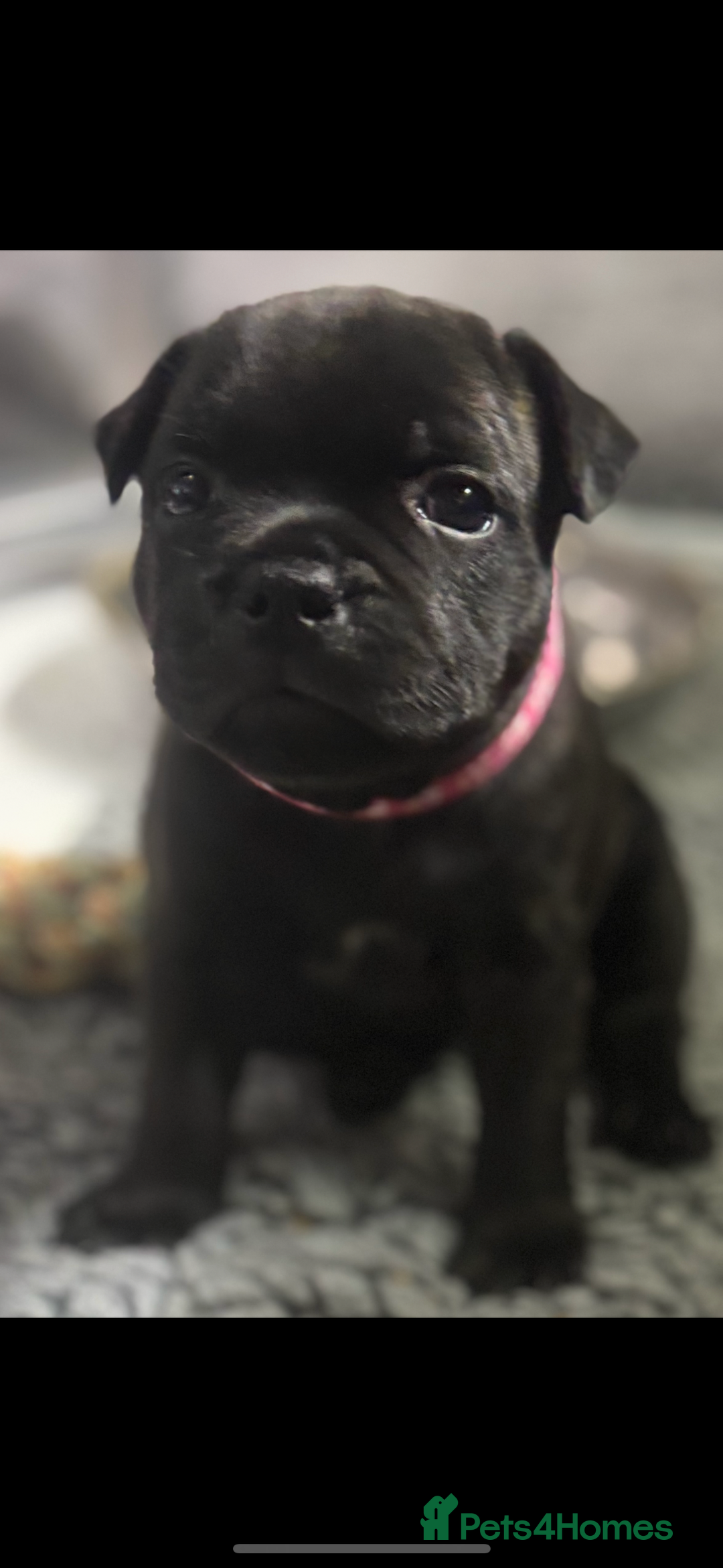 Staffordshire Bull Terrier dogs for sale: Paws Above The Rest  - Image 13