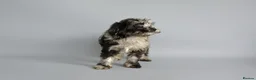 Cavapoo dogs for sale: Cavapoo puppies for sale  - Advert 31